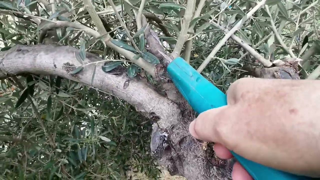 Potatura di un ulivo secolare.