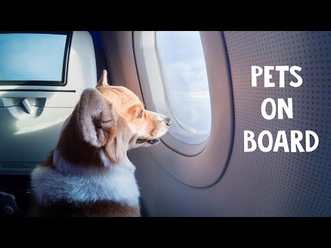 pets travelers