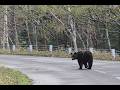 道端クマだらけ🐻