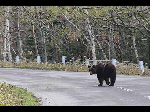The roadside is full of bears 🐻 - YouTube