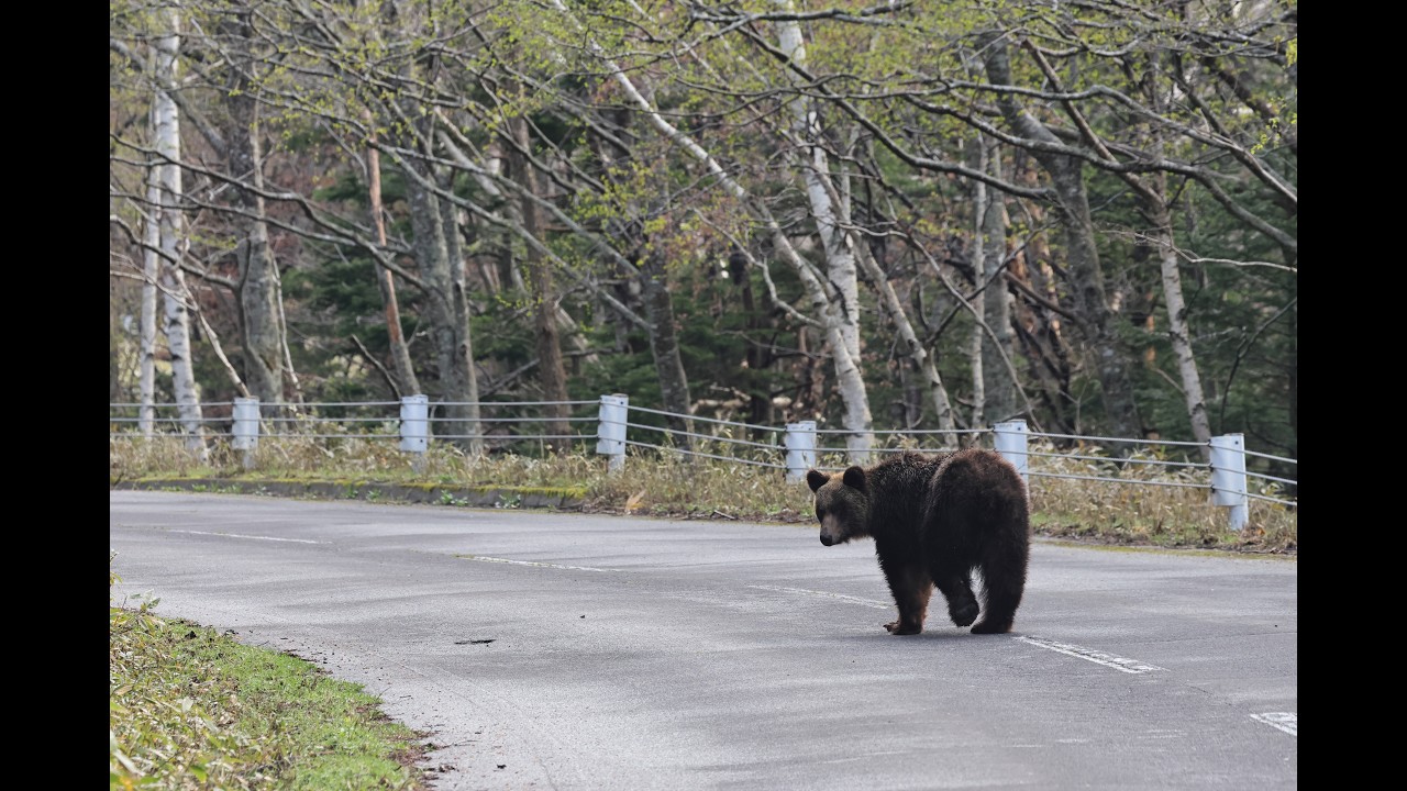 The roadside is full of bears 🐻 - YouTube