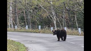 The roadside is full of bears 🐻 - YouTube