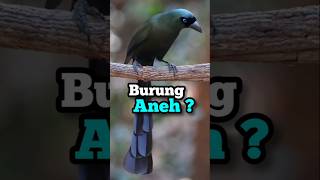 Burung aneh ⁉️