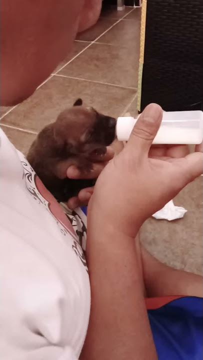 Cara menyusui bayi anjing