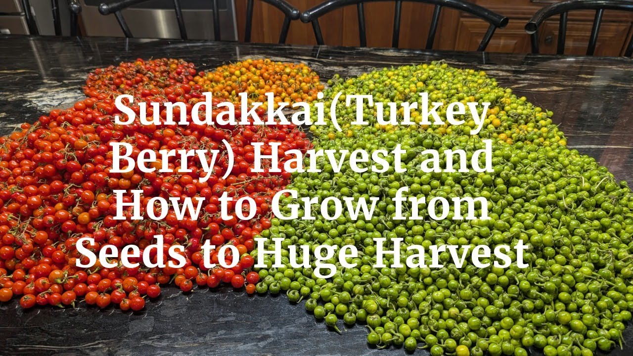 Amazing Sundakkai (Turkey Berry) Harvest and How to Grow from Seeds - Zone 6A Michigan