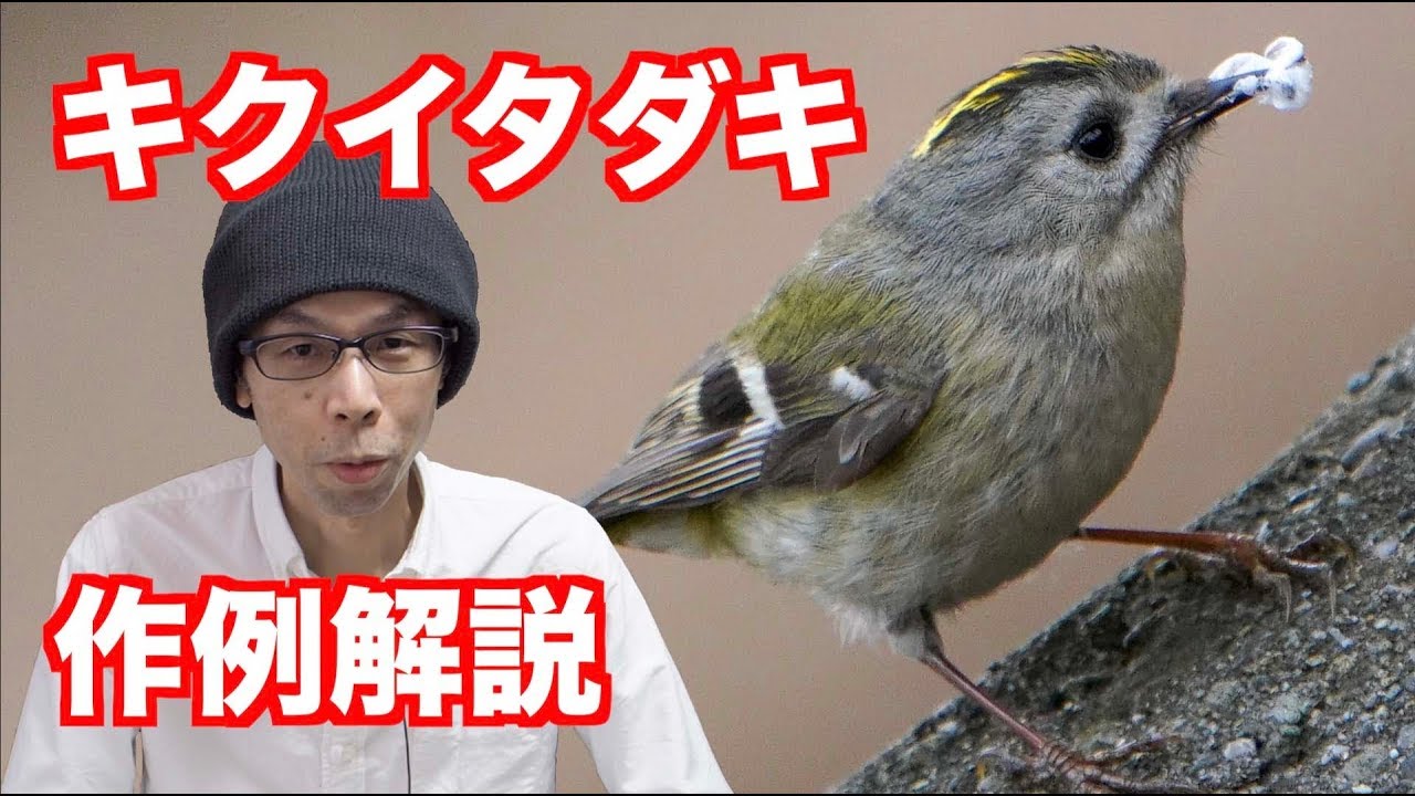 野鳥撮影 キクイタダキの撮り方 設定のコツ 作例解説 Youtube