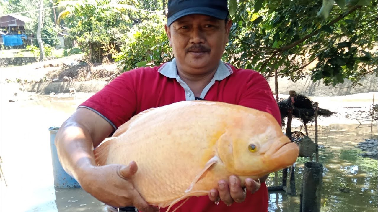 PERBEDAAN GURAME JANTAN DAN BETINA