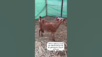 علامات قرب ولادة الماعز 