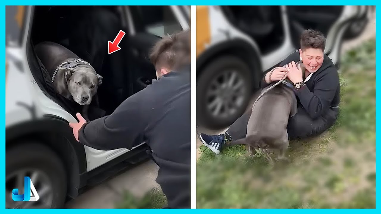 Animals Reuniting with Their Humans After So Long 💕 That Will Melt Your Heart