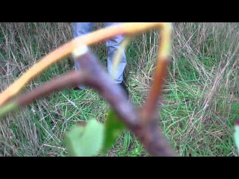 Video: Vogelkers - Nuttige Eigenschappen En Toepassing Van Vogelkers, Fruit En Bladeren Van Vogelkers. Vogelkers, Wit, Geurig, Rood