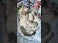 Newborn Scottish Kittens | First Days in the Cattery 😻 | Madeira Velvet Paws