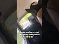 купив алабая по п'яні що тепер зним робити