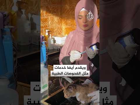 عالمٌ من الرفاهية.. فندق 5 نجوم يستقبل القطط في ليبيا