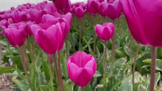 Tulip time in the Netherlands - Tulpentijd in Nederland - Hollandada Lale zamani 👍🔥👍