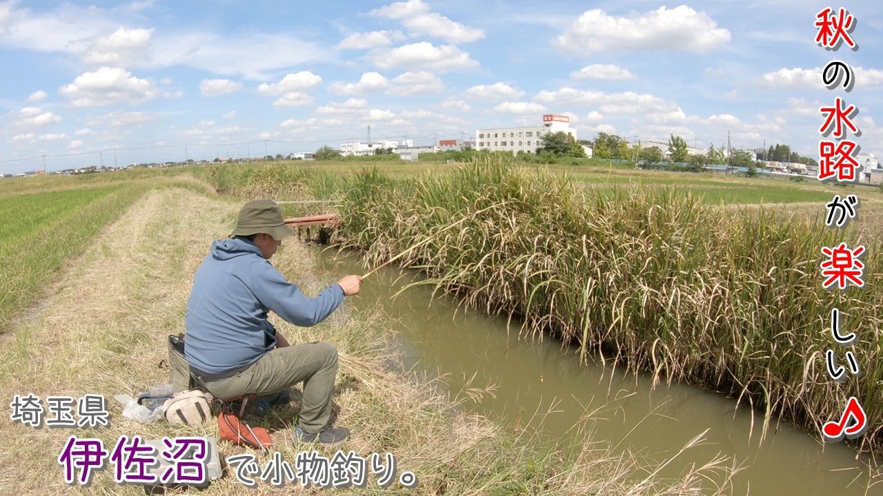 秋の水路が楽しすぎる～♪ 埼玉県 伊佐沼で小物釣り。