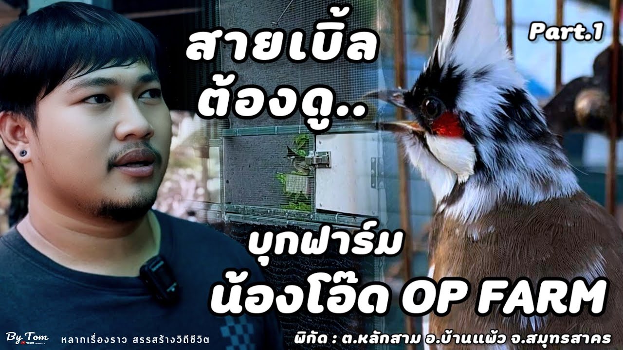 บุกฟาร์ม | น้องโอ๊ด OP FARM (บ้านแพ้ว) เพาะผสมนกกรงหัวจุกข้ามสาย พัฒนาเพื่อการแข่งขัน |  Part.1