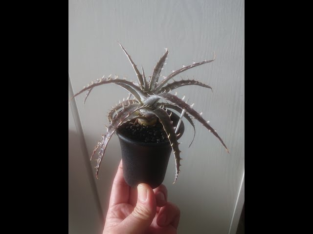 観葉植物]3分ちょっとでディッキアをミニ蘭鉢に植え替え - YouTube