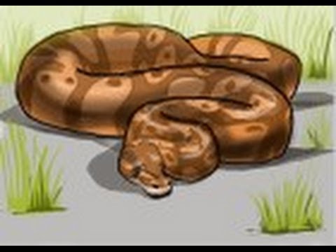 How To Draw Ball Python - Howto Techno