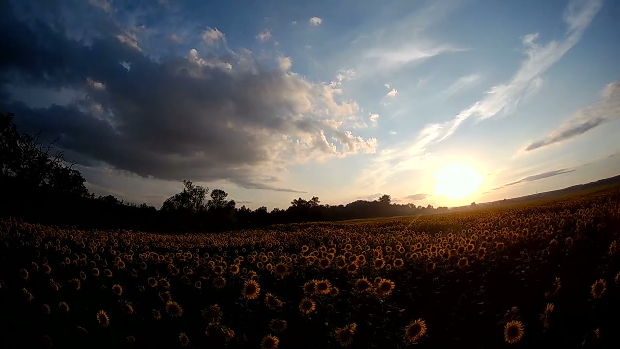 Подсолнухи FPV walking