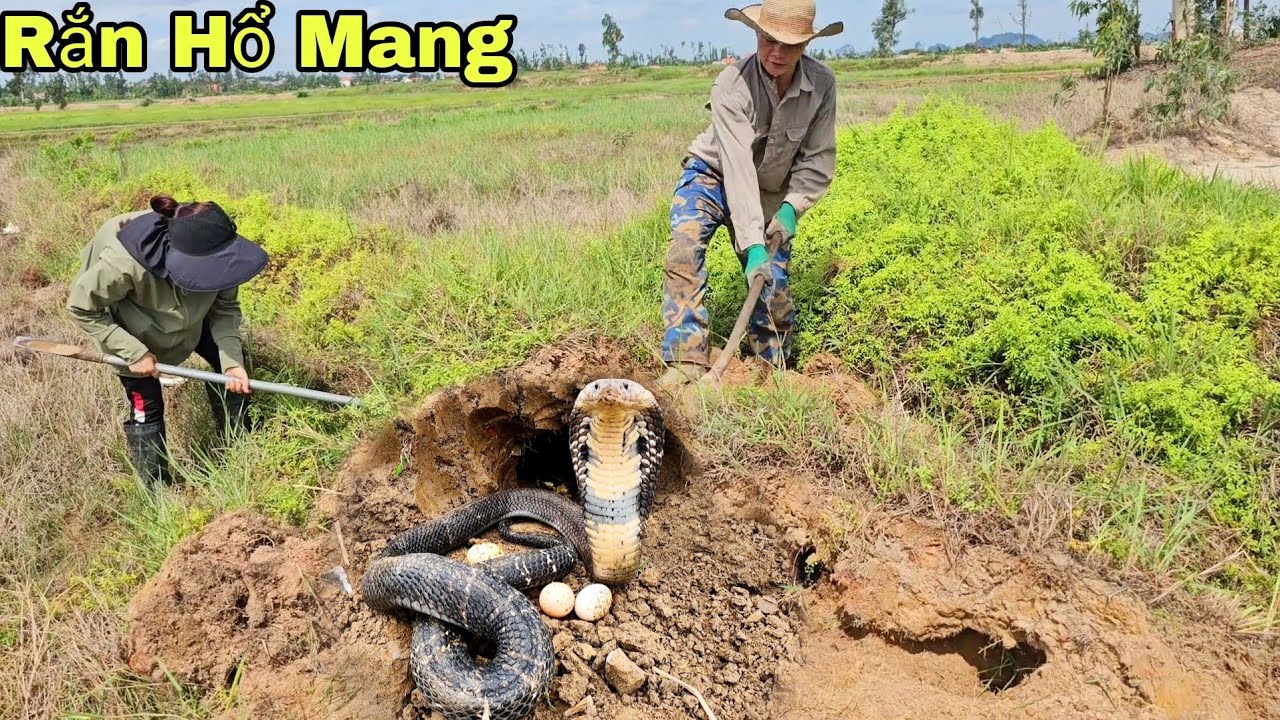 Cô Gái Dũng Cảm 1 Mình Vây Bắt 2 Con Rắn Hổ Mang Đang Lột Xác Ngoài Cánh Đồng