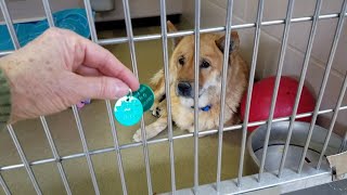The Friday Shelter Walk At The Cuyahoga County Animal Shelter For The Weekend Of Dec. 13, 2019