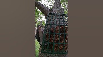 The Sounds Of The Nuthatch