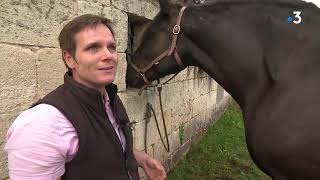 Des Chevaux De Traits Pour Lentretien Du Vignoble.