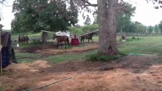 Brown Thoroughbred Gelding for Sale