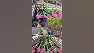 Lên xe 100 cây Cau Ăn Trầu Lóng 1m về sân vườn #cauantrau #cau_ăn_trầu #hoakiengsadec