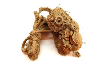 This Mud-Covered Computer Camera Was Completely Dead… Until I Restored