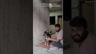 Day 266 recovery from Paralysis and Canine distemper