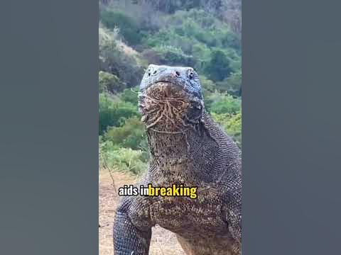 Komodo Dragon Digestion: A Key Role in Indonesian Island Ecosystems #