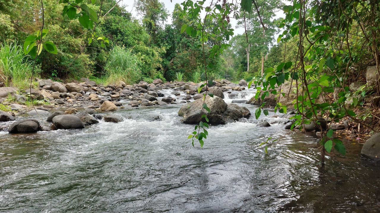 Water Sounds for for Sleep and Inner Peace 🌿 Calming Forest River Ambience with Flowing Water