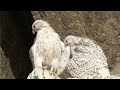Young Falcons Learn to Fly | White Falcon, White Wolf (Part 6) | BBC Earth