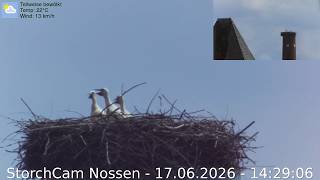 Der Storch in Nossen am 17.06.2026