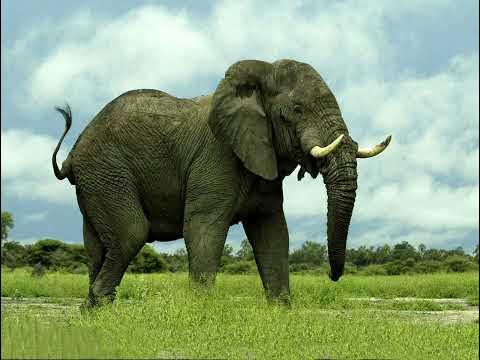 Elephant Sound Effects - YouTube