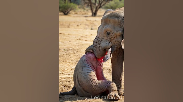 Elephant giving birth