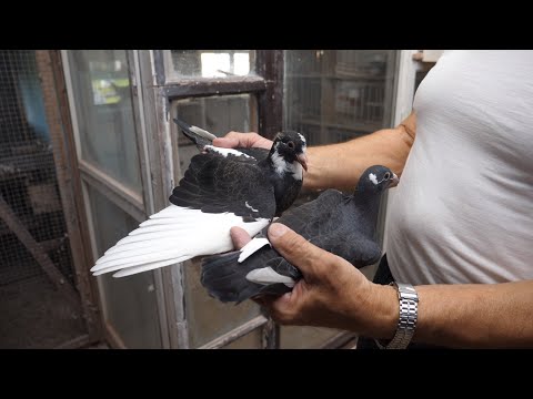 Pigeon Factory The Last Youngsters From The Dovecote 