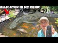Alligator invaded my pond  ate my fish