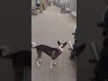 dog🐶🐕 vidio. dog shorts. viraldog. #dog #viral #shortvideos #alfaj222
