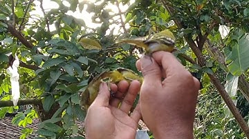 pikat burung sirtu paling ampuh dapet banyak !!!