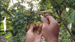 pikat burung sirtu paling ampuh dapet banyak !!!