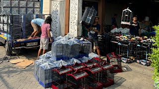 SEPIL HARGA SANGKAR BURUNG DI DAPIT LOVEBIRD SIDOARJO - HARGA MURAH MASIH BISA DIJUAL KEMBALI