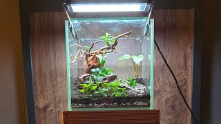 Jungle Wabi-Kusa Set Up