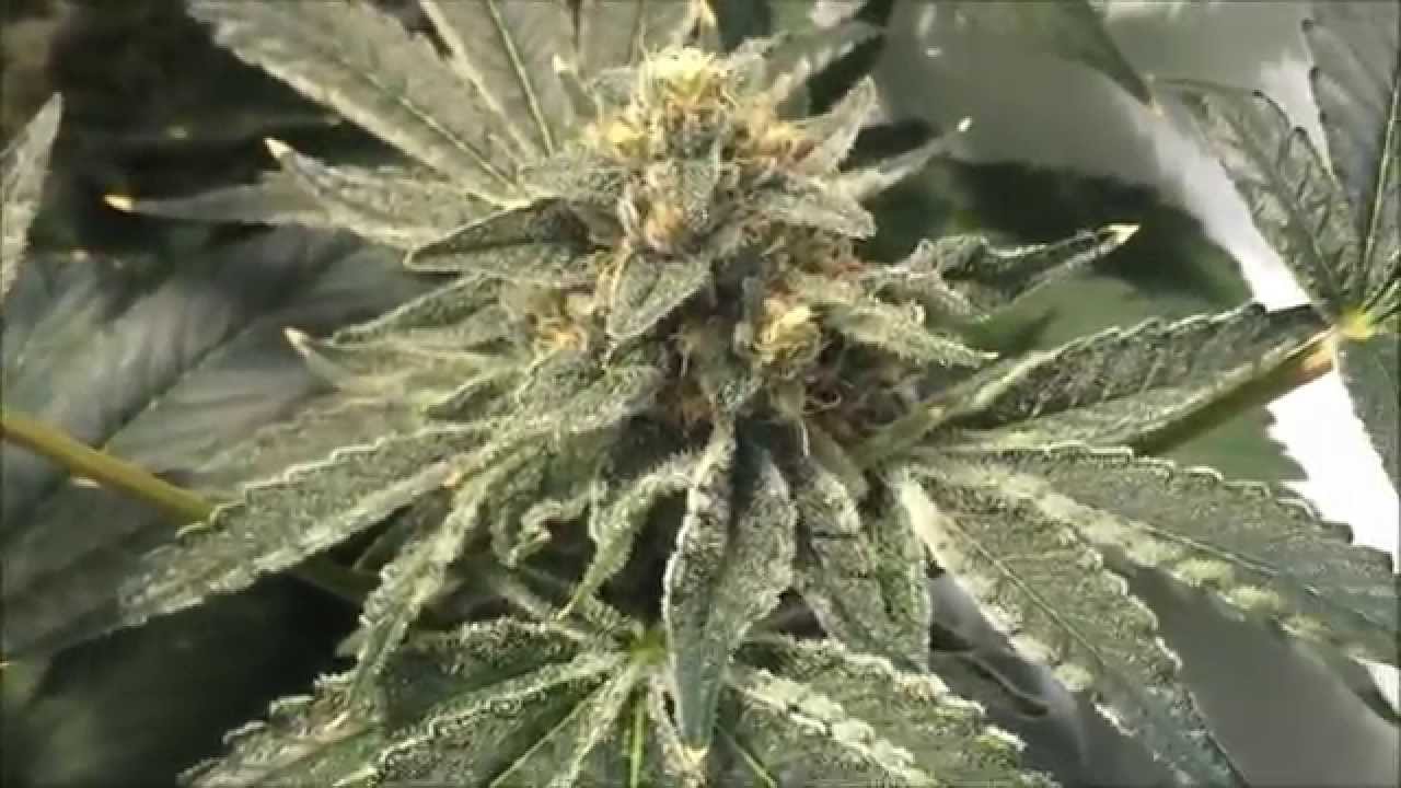 DurangoOG - LaPlata Labs - Day 45 Flower