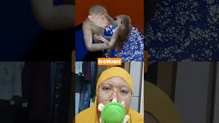 Dilema ibu monyet dan anaknya @8GLogics #monkey #animals #shortsfeed #bkffofficial1