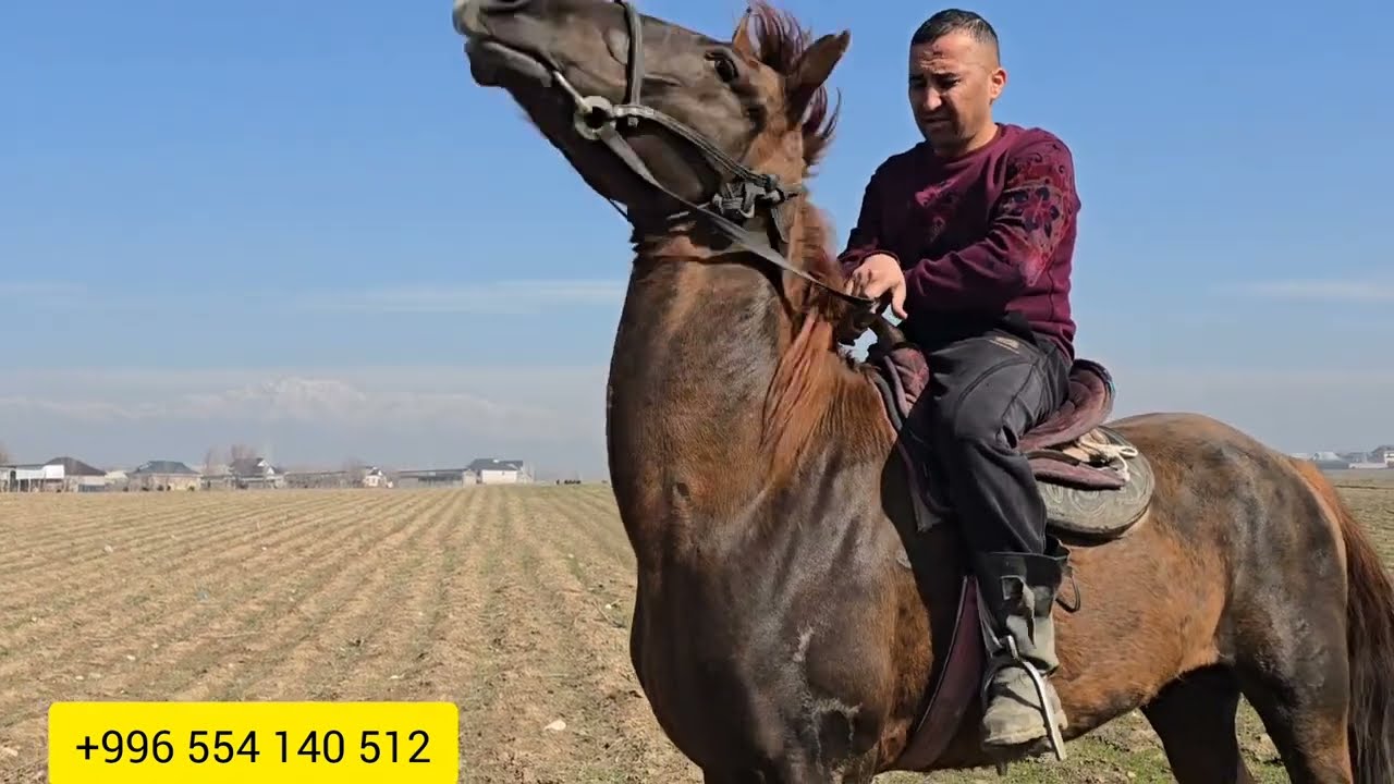 Бүгүн 1 март 2026 Линч Санчо Суркоён линя чыкты 😱 Өтөө элпек Ат экен жаныбар #продажалошадей #horse 