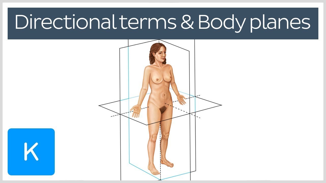Directional terms and body planes - Human Anatomy | Kenhub
