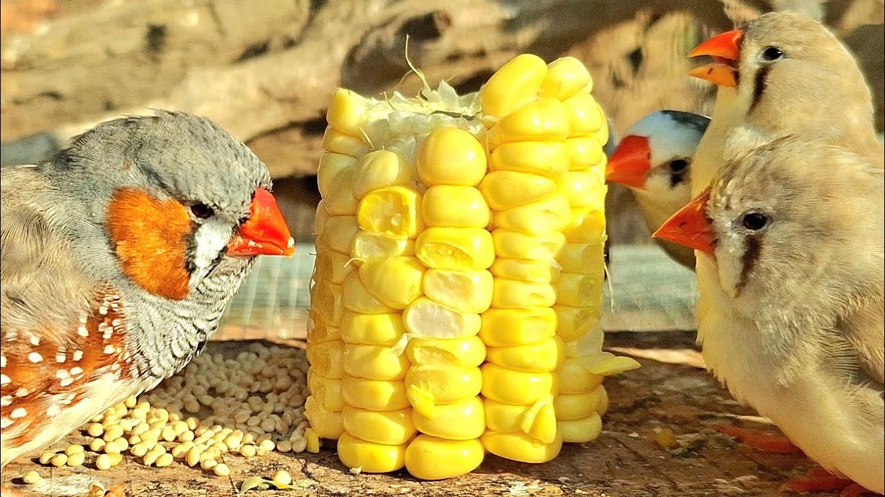 Have you tried giving your bird corn? It loves it! : Zebra finch sounds.