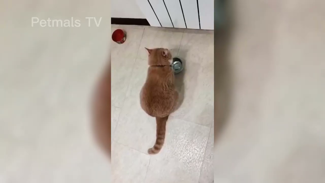 FUNNY ANIMALS CLIPS MEMES COMPILATION BEST OF 2022 